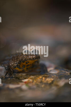 Gelbe Gelbbauchunke, Bombina variegata, flacher Zucht Pool, Bulgarien, Stockfoto