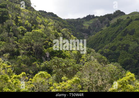 Reste von Evergreen Laurel Wälder in Santa Maria Island, Azoren Stockfoto