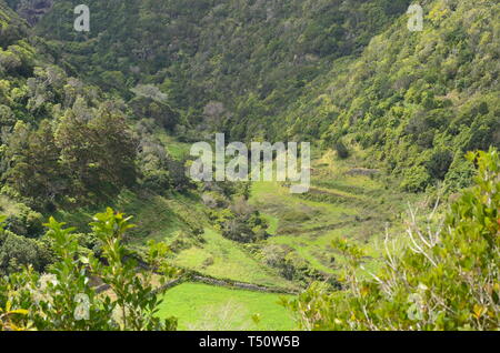 Reste von Evergreen Laurel Wälder in Santa Maria Island, Azoren Stockfoto