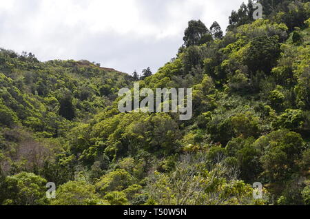 Reste von Evergreen Laurel Wälder in Santa Maria Island, Azoren Stockfoto