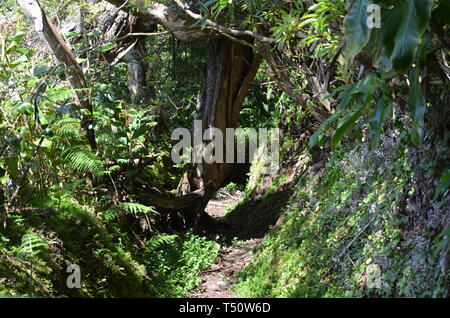 Reste von Evergreen Laurel Wälder in Santa Maria Island, Azoren Stockfoto