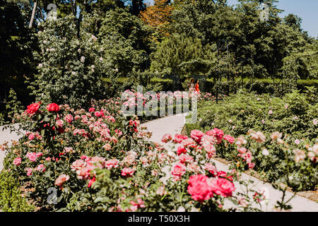 Rosaleda Rosengarten im Parque del Buen Retiro in Madrid, Spanien Stockfoto