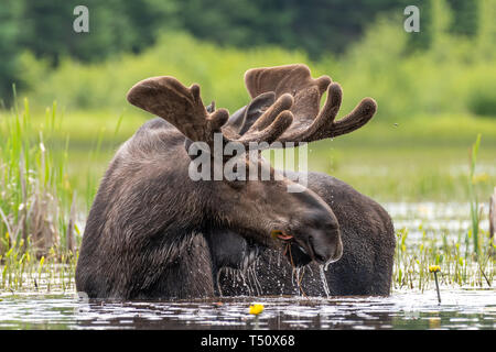 Spring Bull Moose, Algonquin Park, Ontario, Kanada Stockfoto