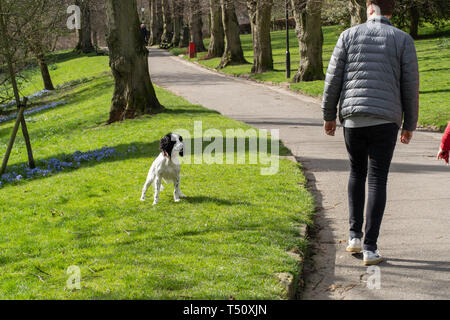 Ein Mann, der in Begleitung eines schwarz-weißen Spanielhundes im Park spazierengeht, Valley Gardens, Harrogate, North Yorkshire, England, Großbritannien. Stockfoto