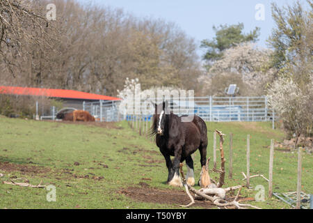 Irish Cob stehen auf einer Wiese mit einem grünen Feld Stockfoto