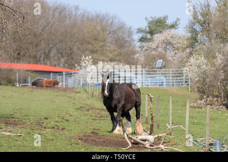 Irish Cob stehen auf einer Wiese mit einem grünen Feld Stockfoto