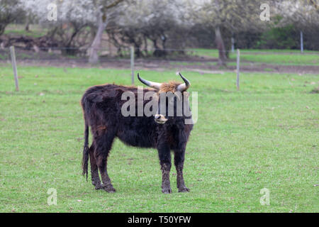 Schwarz schottische Highlanders im Frühjahr Wiese Stockfoto