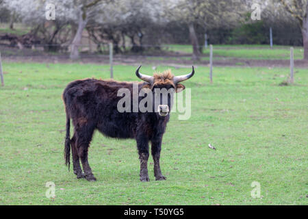 Schwarz schottische Highlanders im Frühjahr Wiese Stockfoto