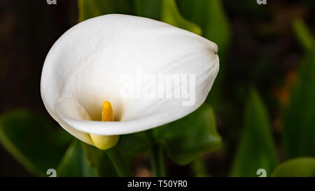 Calla Lilien weiße Blume Nahaufnahme für Hintergrund Stockfoto