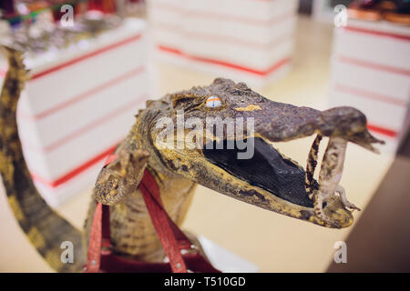 Ausgestopfte Krokodil auf dem Display für pädagogische Zwecke. Stockfoto