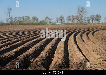 Landwirtschaftliche Landschaft mit Muster der geschwungenen Bergrücken und Furchen in einem huminsäuren sandigen Feld, vorbereitet für den Anbau von Kartoffeln Stockfoto