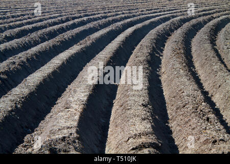 Muster der geschwungenen Bergrücken und Furchen in einem huminsäuren sandigen Feld, vorbereitet für den Anbau von Kartoffeln Stockfoto