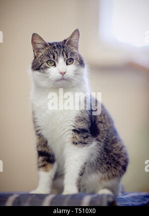 Katze in weisser Farbe mit gestreiften Spots, sitzt Stockfoto