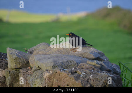 Azoren Amsel Turdus merula azorensis, in Santa Maria Island Stockfoto