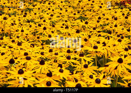 Rudbeckia hirta Stockfoto