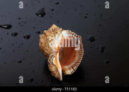 Nasse leere Hülle von rapana venosa auf schwarzem Hintergrund mit Wassertropfen Stockfoto