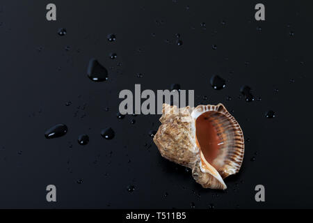 Nasse Shell von rapana venosa auf schwarzem Hintergrund mit Wassertropfen Stockfoto