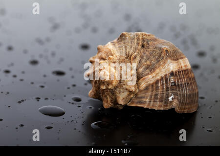 Nasse seashell von rapana venosa auf schwarzem Hintergrund mit Wassertropfen Stockfoto