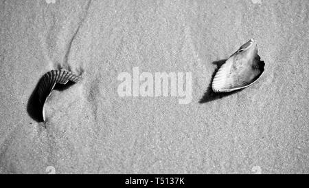 Gulf Shores AL USA - 05/04/2018 - Muscheln im Sand in B&W Stockfoto