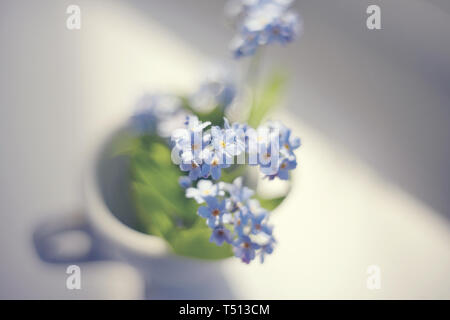 Blaue Blumen einer Forget-me-not Close up in eine Tasse. Stockfoto