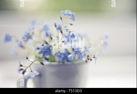 Blaue Blumen einer Forget-me-not in einem weißen Schale in einem Fenster Stockfoto