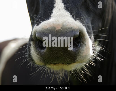 Nase von einem spotty Kuh auf weißem Hintergrund Stockfoto