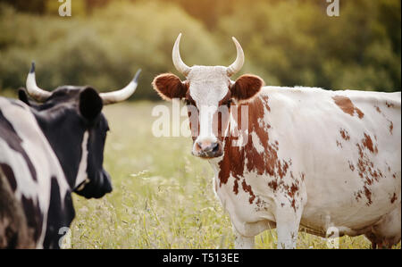 Zwei Kühe, schwarz und rot, auf einer Weide. Stockfoto