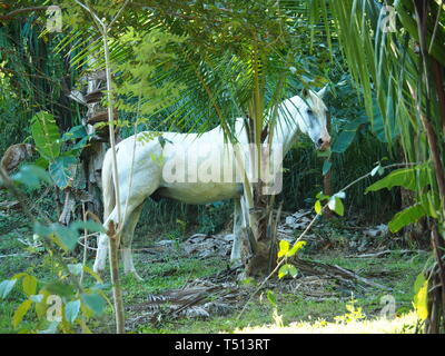 Tierwelt in Costa Rica Stockfoto
