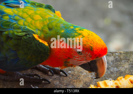 Tierwelt in Costa Rica Stockfoto