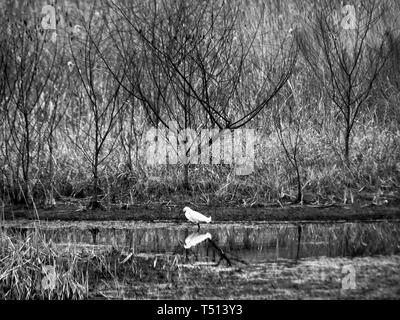 The Woodlands, TX USA - 02/17/2019 - weiße Vogel im Sumpf mit Bäumen in B&W Stockfoto