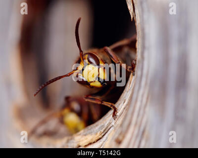 Porträt eines großen Wasp-a Hornet über einen Eingang zu einem Nest. Stockfoto