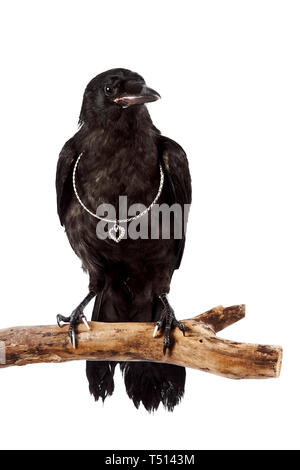 Der schwarze Vogel sitzt auf einem Ast mit einem silbernen Herzen auf weißem Hintergrund Stockfoto
