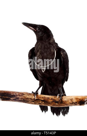 Der schwarze Vogel sitzt auf einem Ast mit einem silbernen Herzen auf weißem Hintergrund Stockfoto