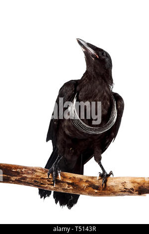 Der schwarze Vogel sitzt auf einem Ast mit einem silbernen Halskette auf weißem Hintergrund Stockfoto