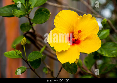 Gelbe Hawaiian Hibiscus am Fuß des Regenbogens Eukalyptusbaum in Hawaii Stockfoto