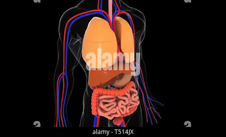 Anatomie des menschlichen Körpers Modell, 3D-Rendering im Hintergrund, Teil des menschlichen Körpers Modell mit Organsystem Stockfoto