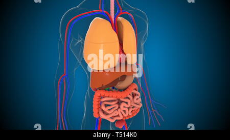 Anatomie des menschlichen Körpers Modell, 3D-Rendering im Hintergrund, Teil des menschlichen Körpers Modell mit Organsystem Stockfoto