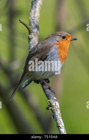Rotkehlchen (Erithacus Rubecula) Stockfoto