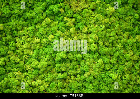 Full Frame von Hellgrün Finnland Moss in Nahaufnahme. Lebendige natürliche Farbe Hintergrund Konzept Stockfoto