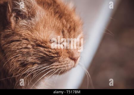 Porträt einer Straße Katze. Obdachlose einsame Katze. Unglücklich und traurig Katze. Katzen Stockfoto