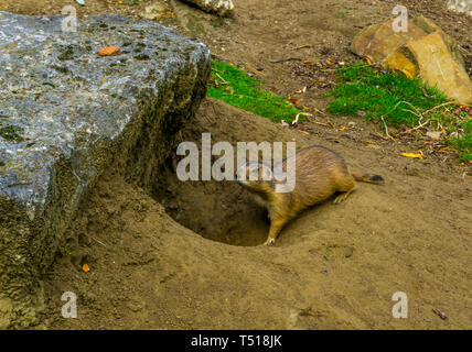 Prairie dog zu Fuß zurück in seinem Loch, Tier u-home, tropischen Nagetier aus Amerika Stockfoto
