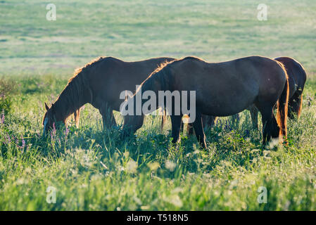 Mehrere schöne Pferde grasen in das Feld ein. Ruhe Frühling Hintergrund Stockfoto