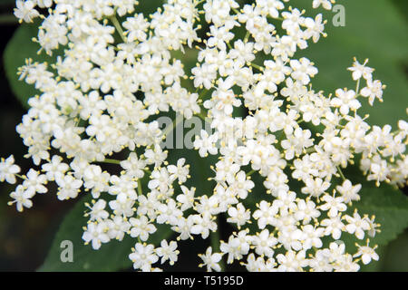 Elderflowers weiß im Detail Stockfoto