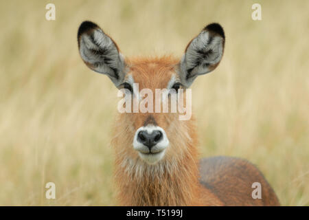 Wasserböcke (Kobus ellipsiprymnus) junge wasserbock im Grasland des Queen Elizabeth National Park, Uganda, Afrika. Stockfoto