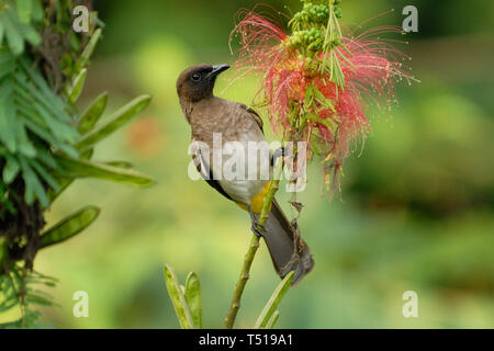 Gemeinsame Bulbul (Pycnonotus Barbatus) im Bwindi Impenetrable Forest, Uganda Stockfoto