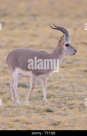 Männliche tibetischen Gazelle (Procapra picticaudata) auf dem tibetischen Hochplateau in China. Stockfoto