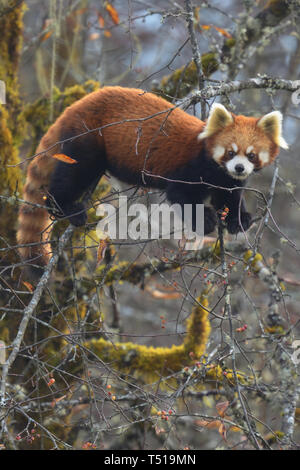 Kleiner Panda (Ailurus fulgens) essen Beeren in der Baumkrone, China Stockfoto