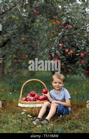 Kleine blonde Junge Helfen im Garten und ernte ernten Äpfel im Korb. Stockfoto