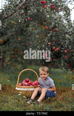 Kleine blonde Junge Helfen im Garten und ernte ernten Äpfel im Korb. Stockfoto