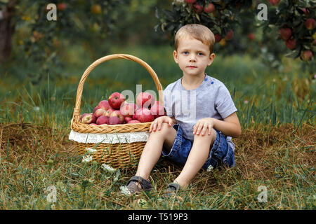 Kleine blonde Junge Helfen im Garten und ernte ernten Äpfel im Korb. Stockfoto